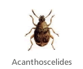 Acanthoscelides