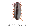 Alphitobius