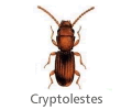 Cryptolestes