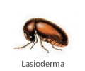 Lasioderma