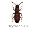 Oryzaephilus