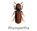 Rhyzopertha