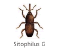 Sitophilus