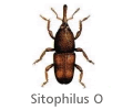 Sitophilus