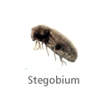 Stegobium