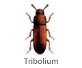 Tribolium