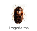 Trogoderma